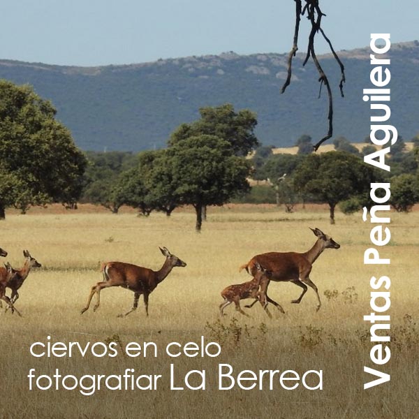 Ventas Peña Aguilera - La Berrea